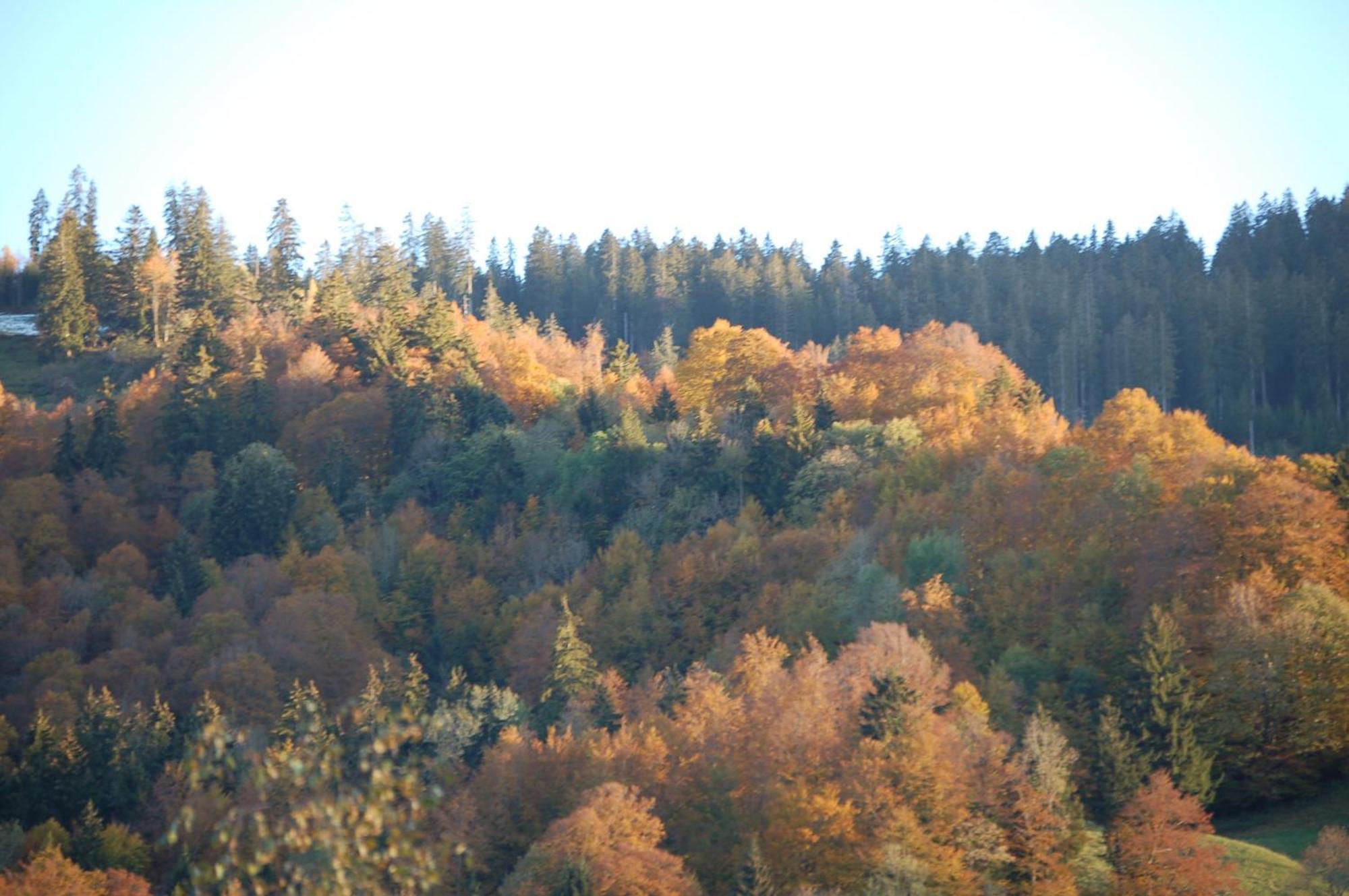Gasthaus Schaefli Alt St. Johann Esterno foto